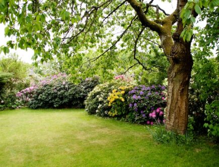 Trädgård med träd och buskar